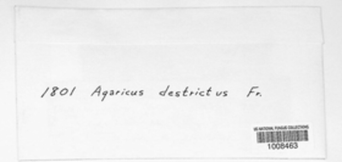 Agaricus destricus image